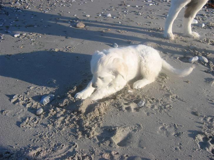 Golden retriever Bandit billede 8