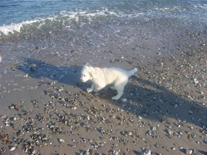 Golden retriever Bandit billede 9