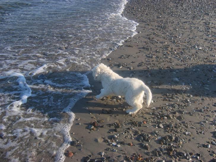 Golden retriever Bandit billede 10