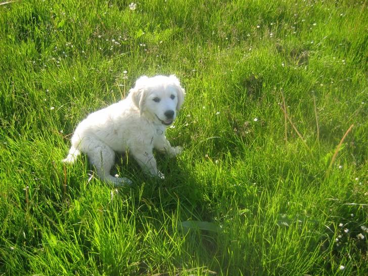 Golden retriever Bandit billede 11