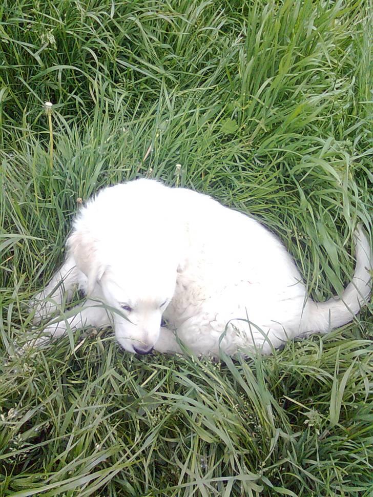 Golden retriever Bandit billede 12