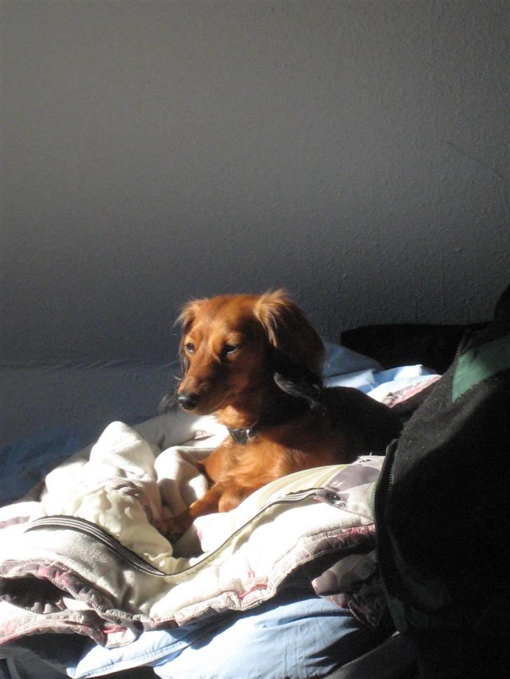 Dværggravhund Sofie billede 9