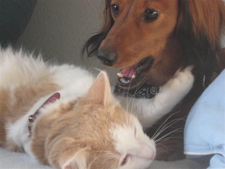 Dværggravhund Sofie - Haps haps.. billede 10