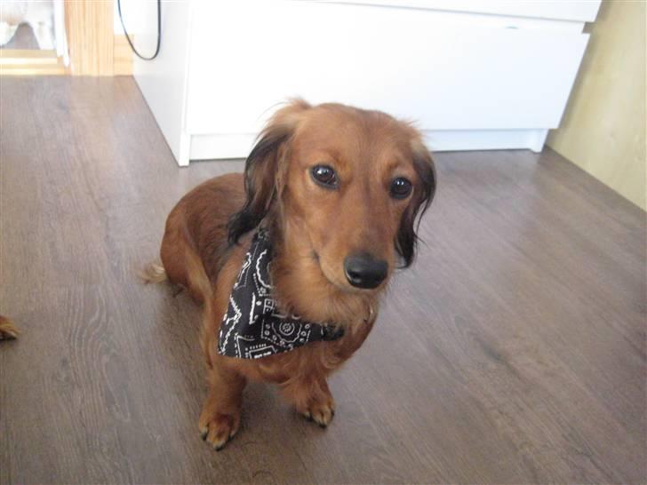 Dværggravhund Sofie - Gider ikke flere billeder moooar! billede 11