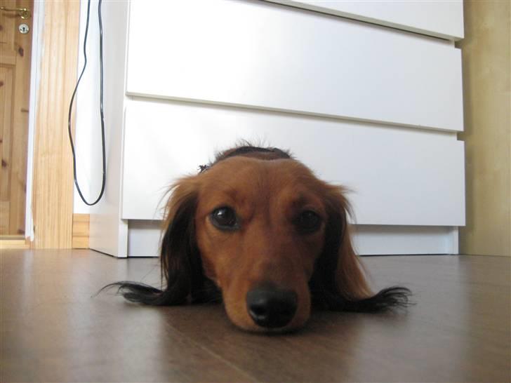 Dværggravhund Sofie billede 12