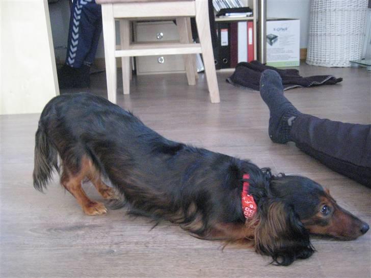 Dværggravhund Freja - En underlig måde hun er begyndt at ligge på:D billede 14