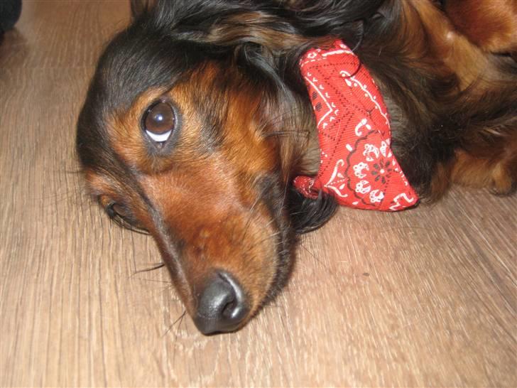 Dværggravhund Freja billede 15