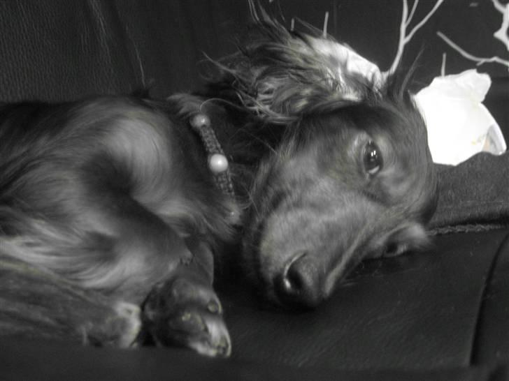 Dværggravhund Freja billede 16