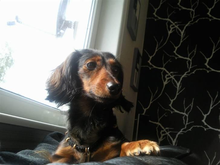 Dværggravhund Freja billede 17