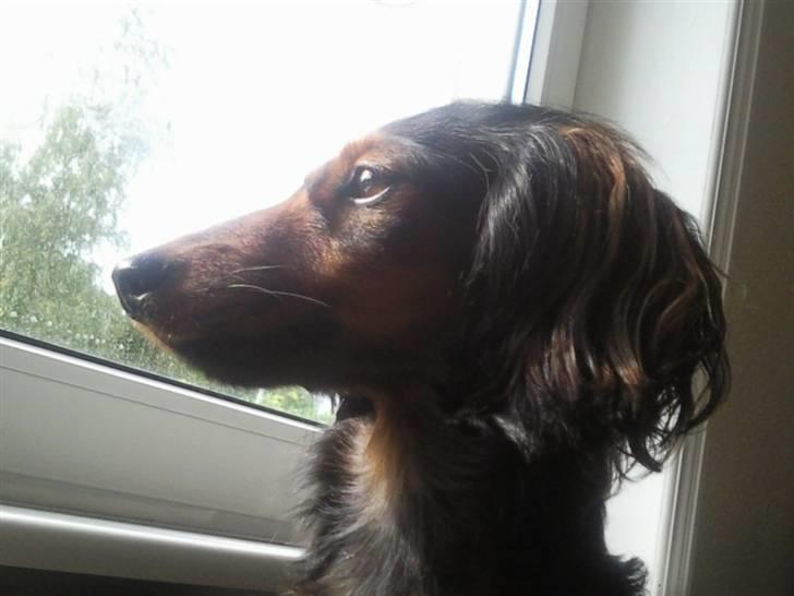 Dværggravhund Freja billede 18