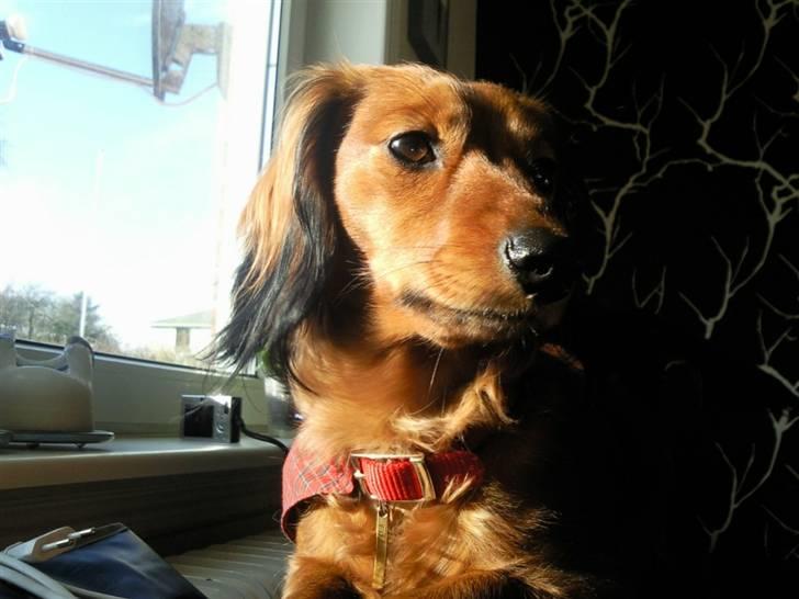 Dværggravhund Sofie billede 14