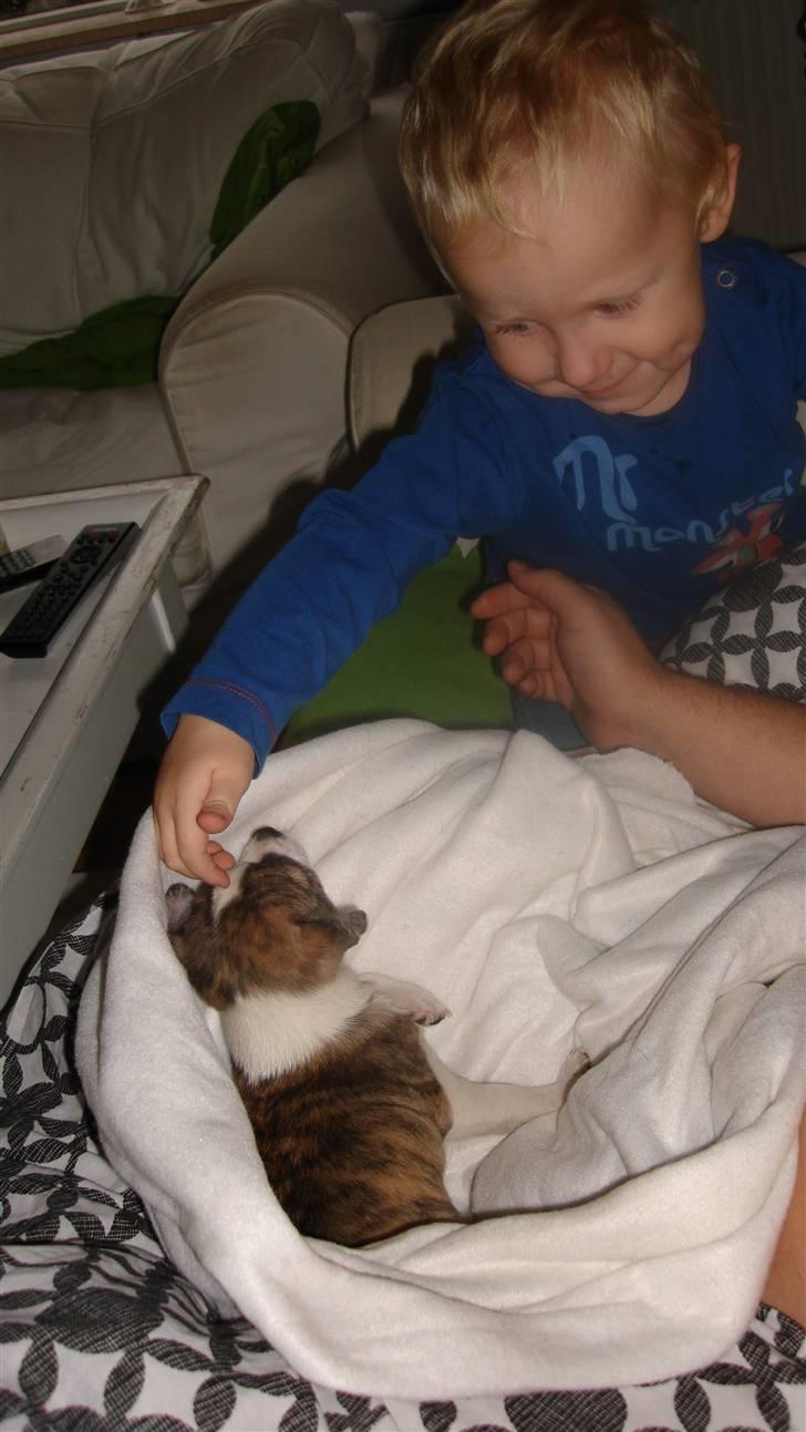 Chihuahua Einstein *solgt* - Sååå fin billede 8