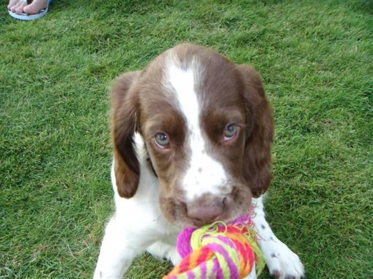 Engelsk springer spaniel Tilde (Willow Purple Nelly) billede 1