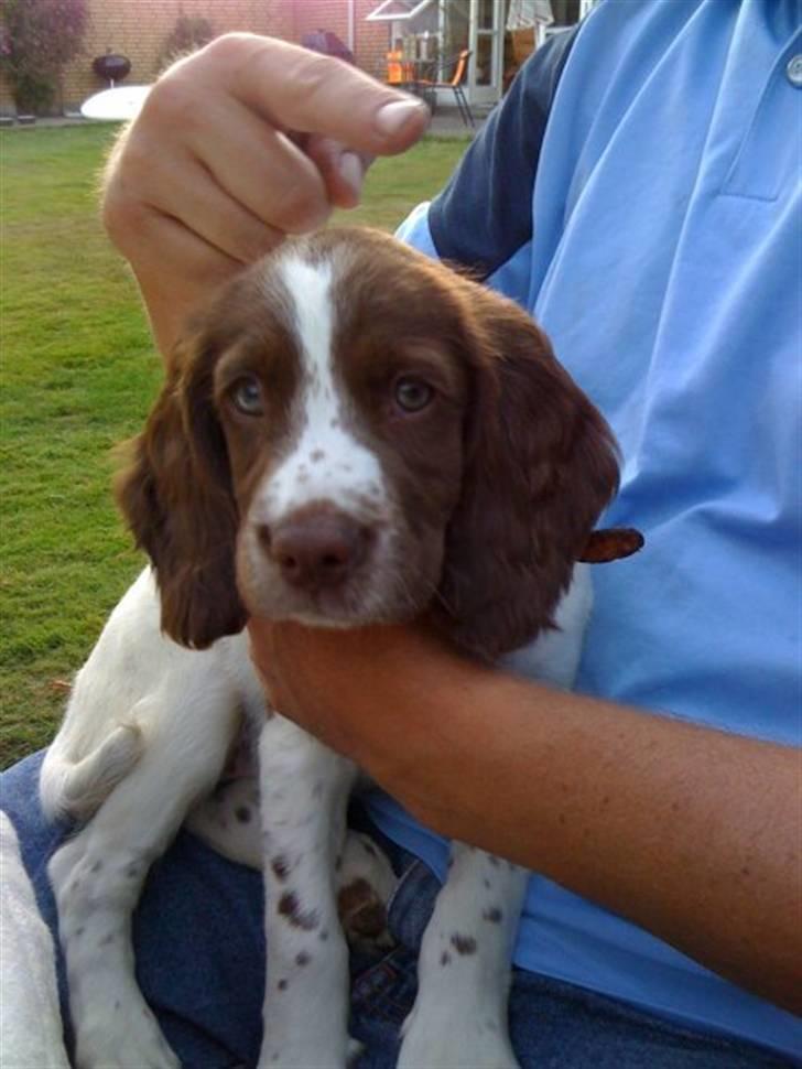 Engelsk springer spaniel Tilde (Willow Purple Nelly) billede 2