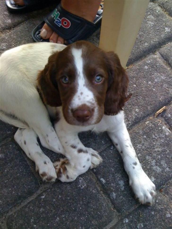 Engelsk springer spaniel Tilde (Willow Purple Nelly) billede 3