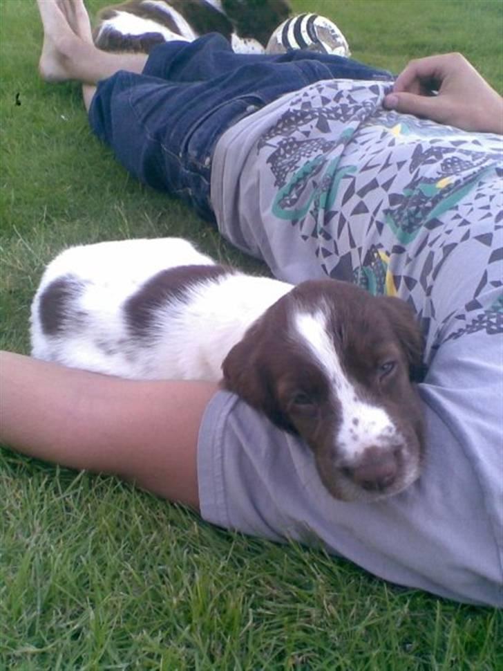 Engelsk springer spaniel Tilde (Willow Purple Nelly) billede 4