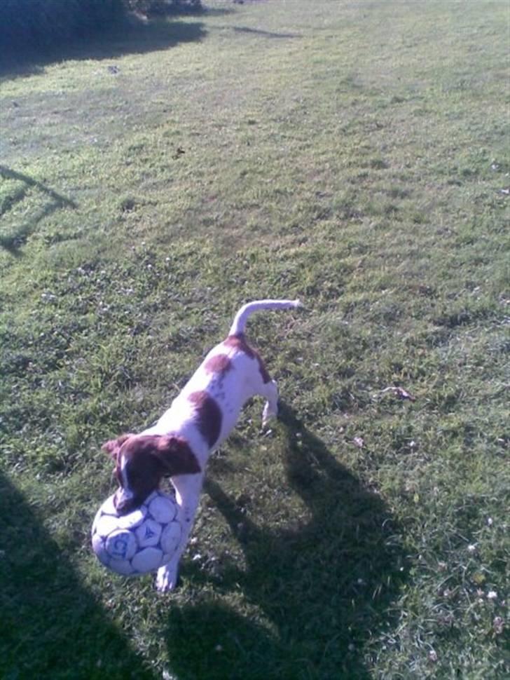 Engelsk springer spaniel Tilde (Willow Purple Nelly) billede 6