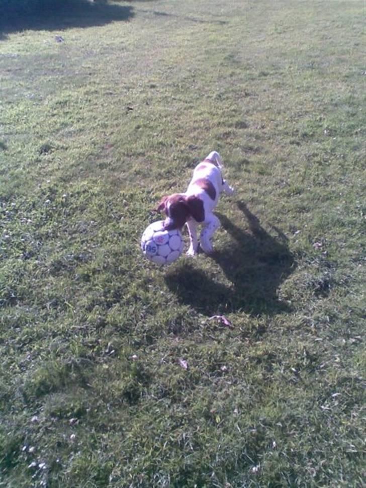 Engelsk springer spaniel Tilde (Willow Purple Nelly) billede 7