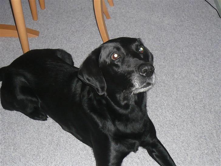 Labrador retriever Chang    (R.I.P) billede 1