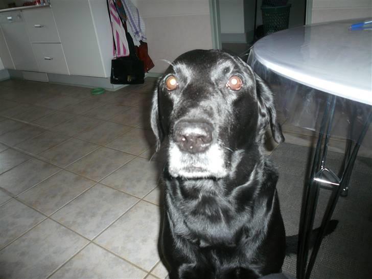 Labrador retriever Chang    (R.I.P) billede 2