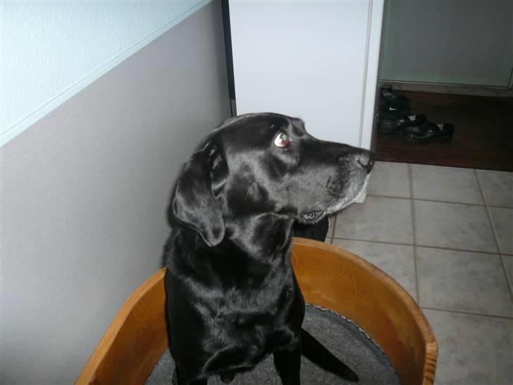 Labrador retriever Chang    (R.I.P) billede 3