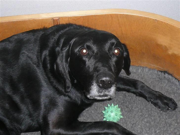 Labrador retriever Chang    (R.I.P) billede 4