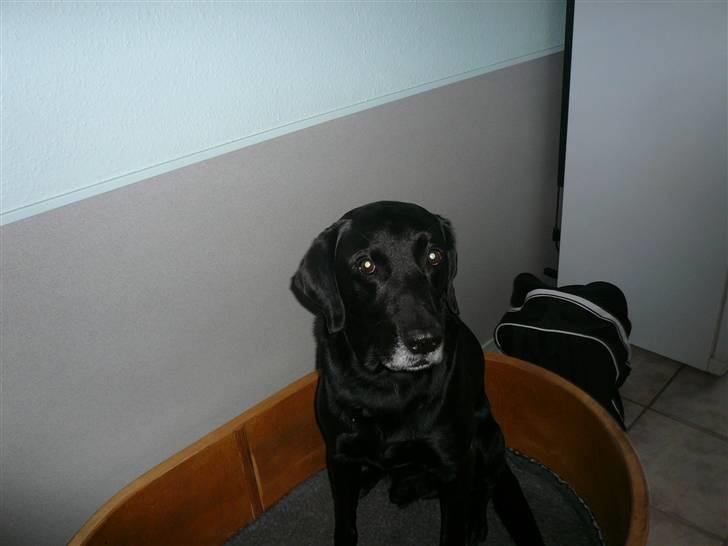 Labrador retriever Chang    (R.I.P) billede 5