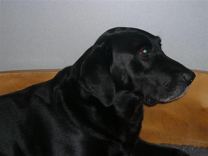 Labrador retriever Chang    (R.I.P) billede 6