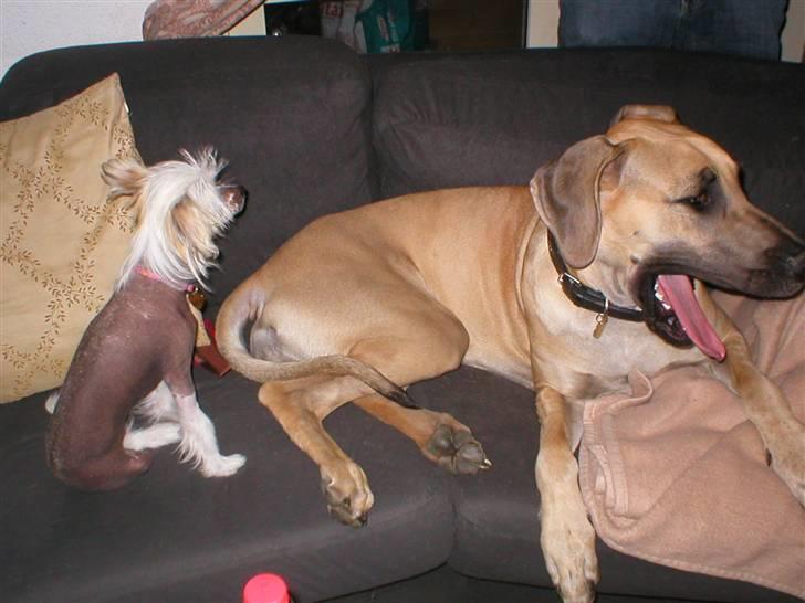 Grand danois Vanja billede 9