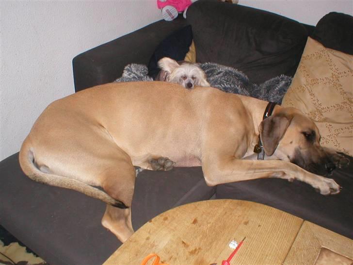 Grand danois Vanja billede 10