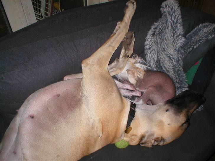 Grand danois Vanja billede 11