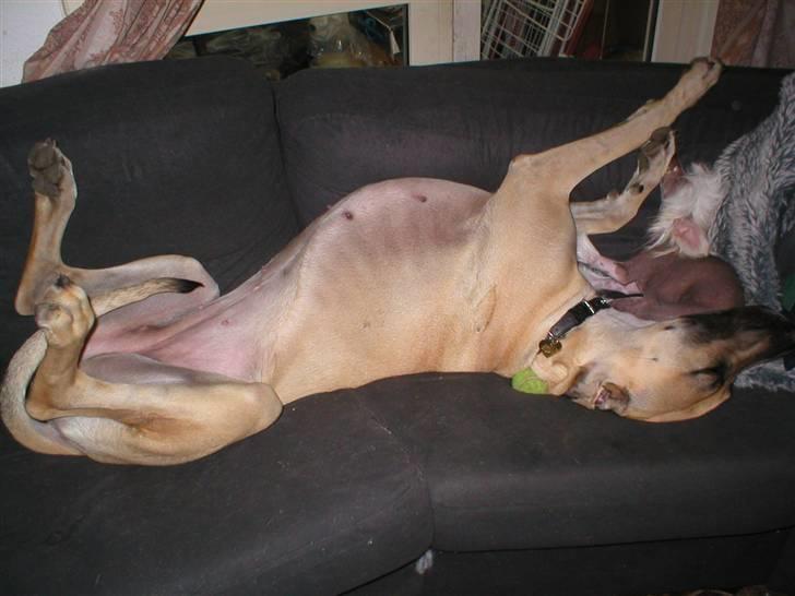 Grand danois Vanja billede 12