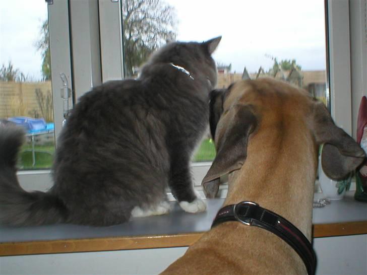 Grand danois Vanja billede 13