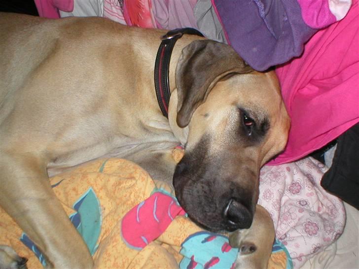 Grand danois Vanja billede 14