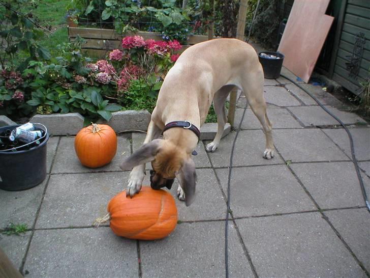 Grand danois Vanja billede 16