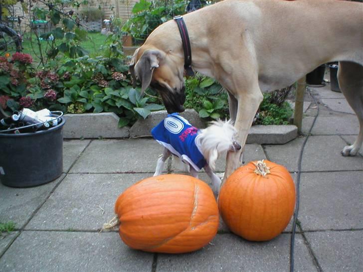 Grand danois Vanja billede 17