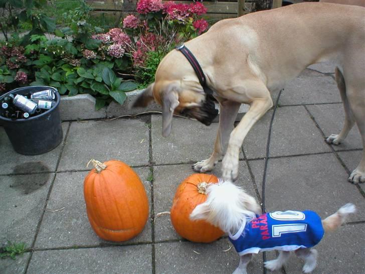 Grand danois Vanja billede 18