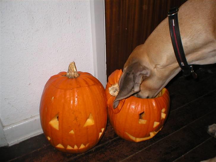 Grand danois Vanja billede 19