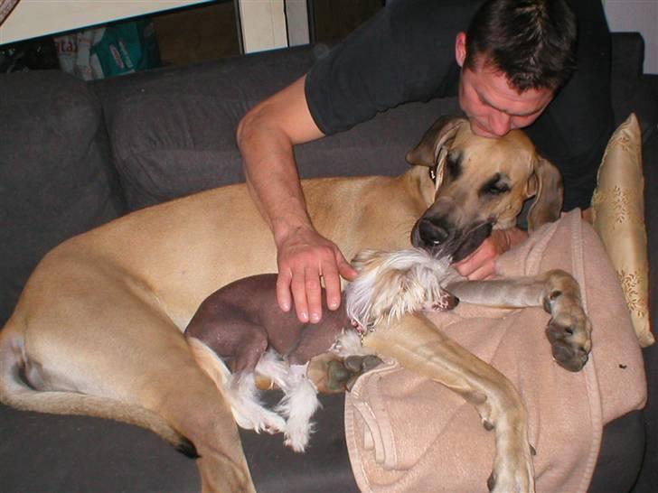 Chinese crested hårløs silje billede 8