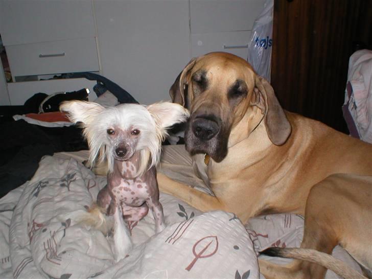 Chinese crested hårløs silje billede 9