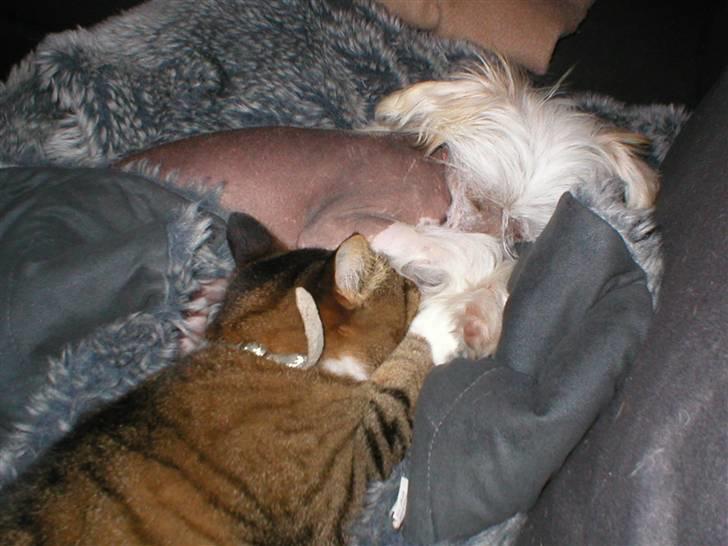 Chinese crested hårløs silje billede 10