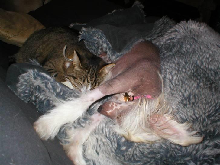 Chinese crested hårløs silje billede 11