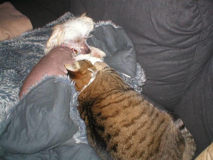 Chinese crested hårløs silje billede 12