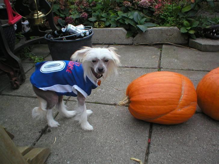 Chinese crested hårløs silje billede 13