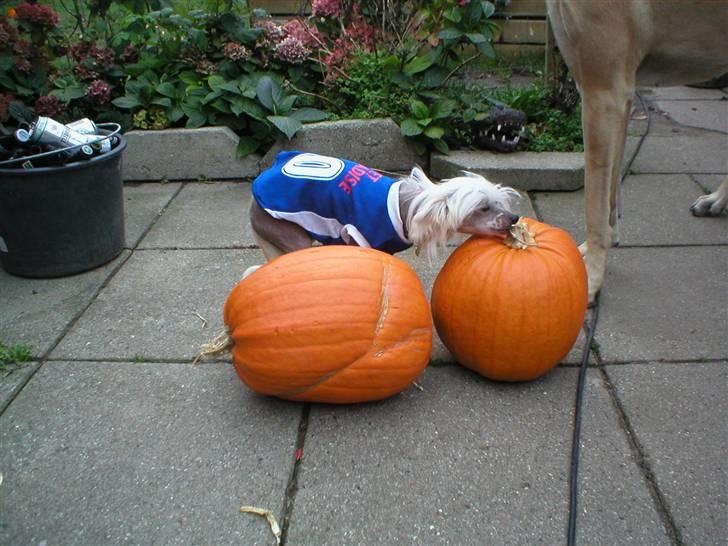 Chinese crested hårløs silje billede 14
