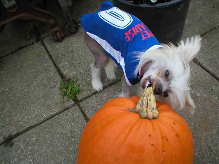 Chinese crested hårløs silje billede 15