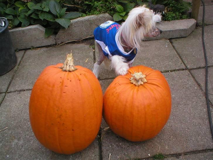 Chinese crested hårløs silje billede 16