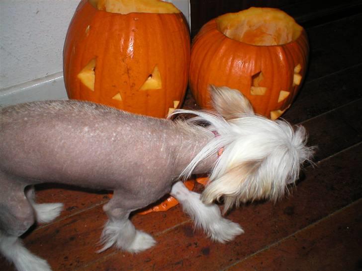 Chinese crested hårløs silje billede 17