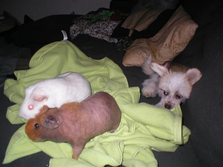 Chinese crested hårløs silje billede 18