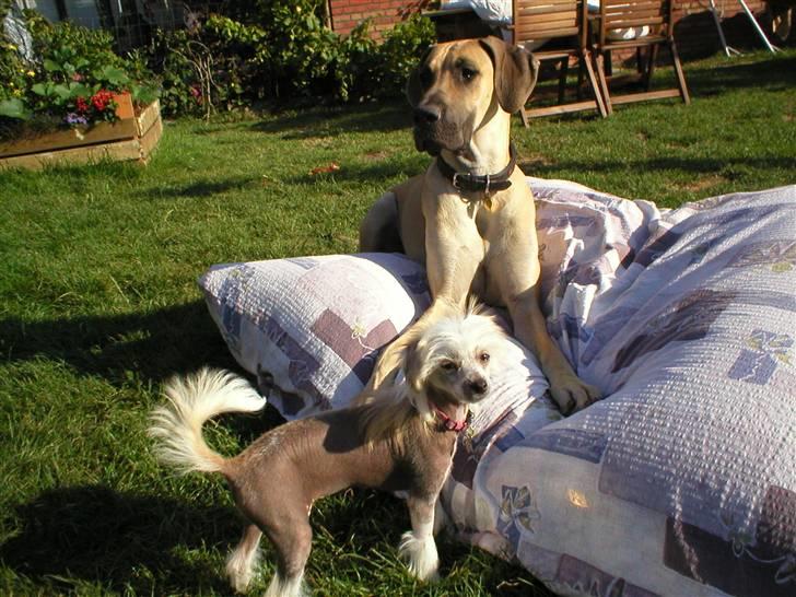 Chinese crested hårløs silje billede 19